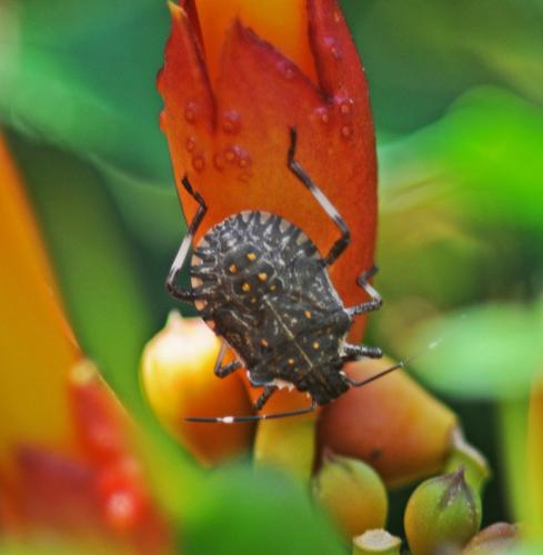 Réf. 307 395 : Halyomorpha halys